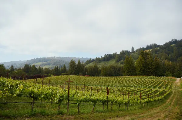 Kittitas Valley Vineyard with Mountains